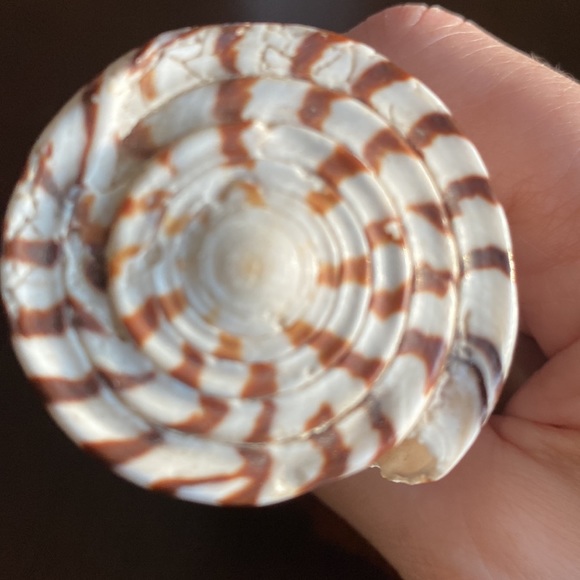 Real Shell Lamp Finial - Picture 3 of 4